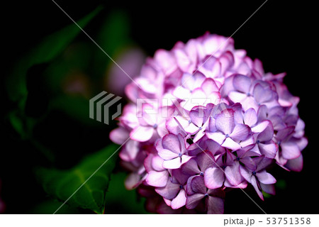 梅雨時の紫陽花 梅雨時の紫陽花 53751358