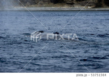 ザトウクジラ 53751564