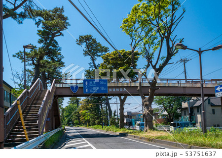 国道1号線 東海道松並木 国道1号線 東海道松並木 53751637