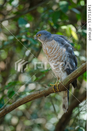 Shikra perching on a branch (Accipiter badius) 53751841