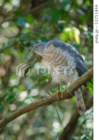 Shikra perching on a branch (Accipiter badius) 53751844