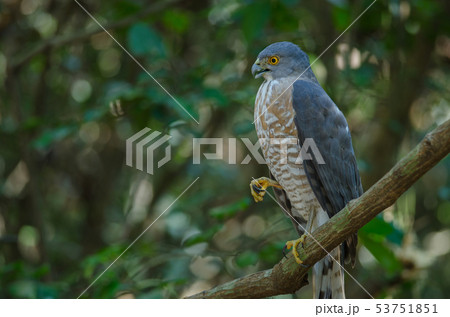 Shikra perching on a branch (Accipiter badius) 53751851