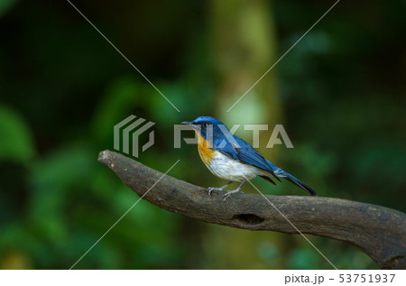 Tickell's blue-flycatcher perching on a branch Tickell's blue-flycatcher perching on a branch 53751937