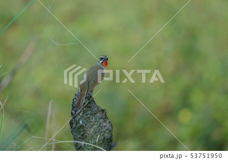 Beautiful of Siberian Rubythroat Bird 53751950