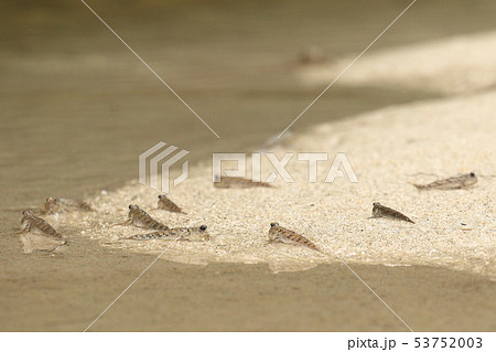 生き物　魚類　ミナミトビハゼ、干潮のビーチ。集団で食事？ 53752003