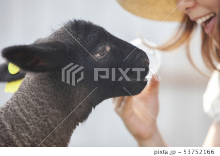 綿羊農家 53752166