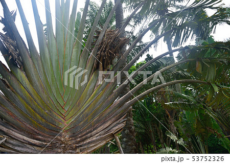 マダガスカル　旅人の木 53752326