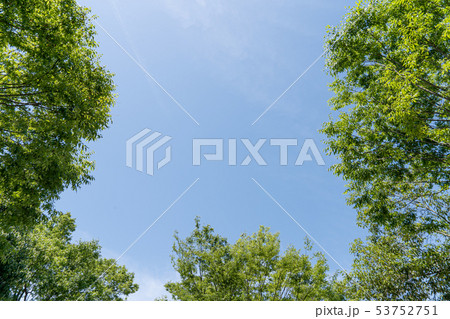 初夏の緑と青空のコピースペース 53752751