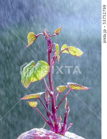 サツマイモの発芽と水滴　 53752799