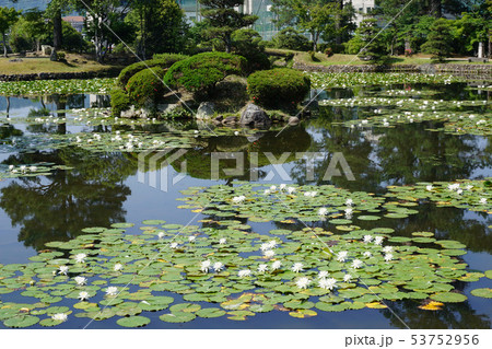 岡山県津山市にある回遊式日本庭園「衆楽園」：睡蓮の咲く頃 53752956