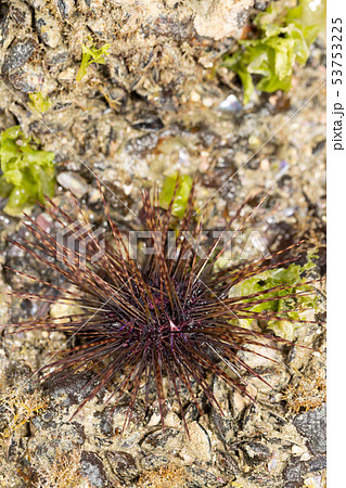 ガンガゼ 53753225