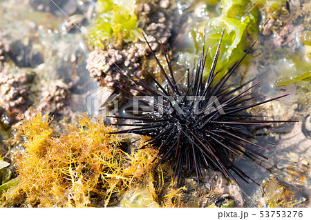 Murasaki Sea Urchin - Stock Photo [53753276] - PIXTA