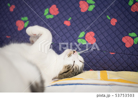 くつろぐ猫 くつろぐ猫 53753503