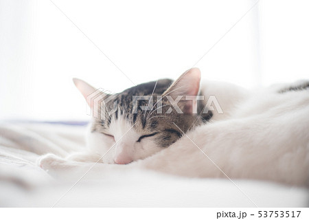 くつろぐ猫 53753517
