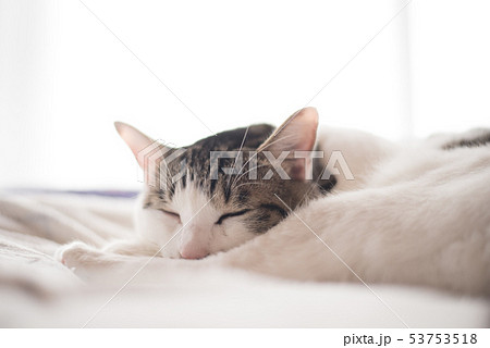 くつろぐ猫 53753518
