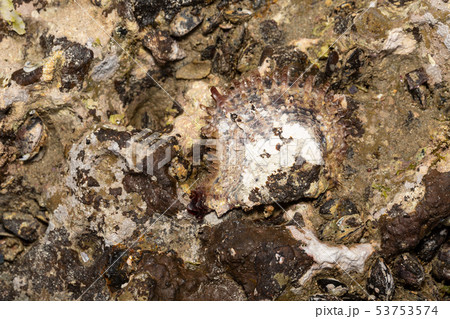 アコヤガイ 53753574