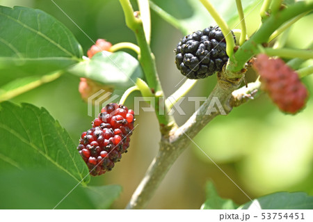 桑の実 桑の実 53754451