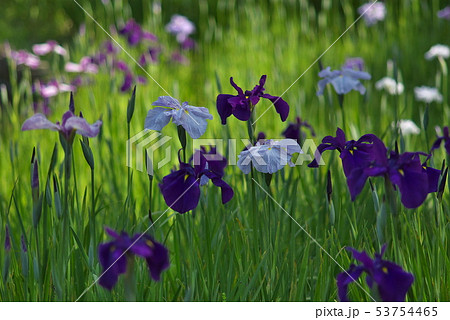 紫色の花菖蒲 紫色の花菖蒲 53754465