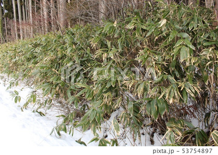 熊笹 熊笹 53754897