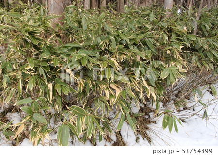 熊笹 熊笹 53754899