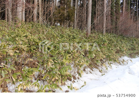 熊笹 熊笹 53754900