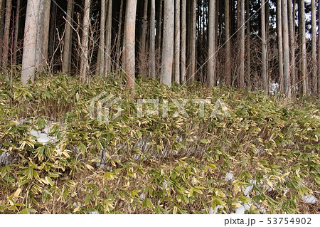 熊笹 熊笹 53754902