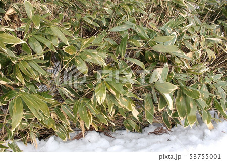 熊笹 熊笹 53755001