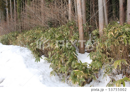 熊笹 熊笹 53755002