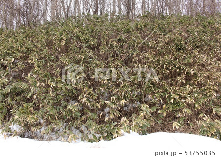 熊笹 熊笹 53755035