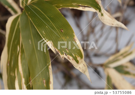 熊笹 熊笹 53755086