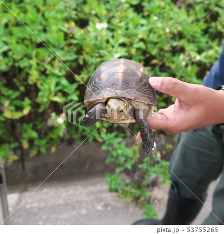 石垣島の路上を歩いていた天然記念物のヤエヤマセマルハコガメ の写真