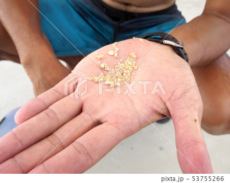 鳩間島近くの海底から引き上げた星の砂 鳩間島近くの海底から引き上げた星の砂 53755266
