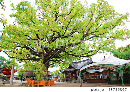 百舌鳥八幡宮の楠(樹齢800年)/大阪府堺市北区百舌鳥赤畑町5丁 百舌鳥八幡宮の楠(樹齢800年)/大阪府堺市北区百舌鳥赤畑町5丁 53756347