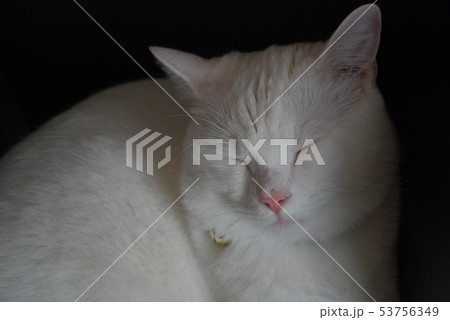 生物 生物 53756349