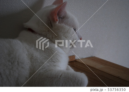 生物 生物 53756350