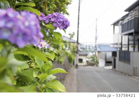 紫陽花通り 紫陽花通り 53756421