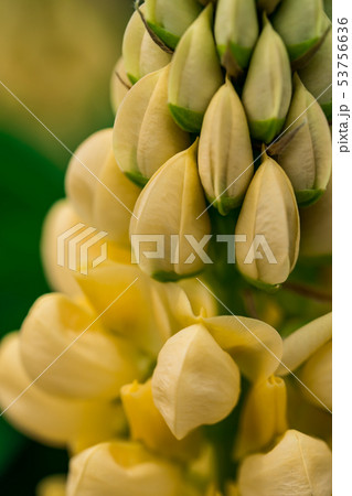 ルピナス 53756636