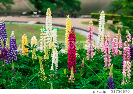 ルピナス 53756670