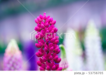 ルピナス 53756705