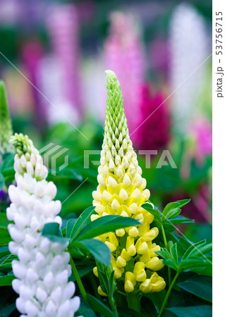 ルピナス 53756715