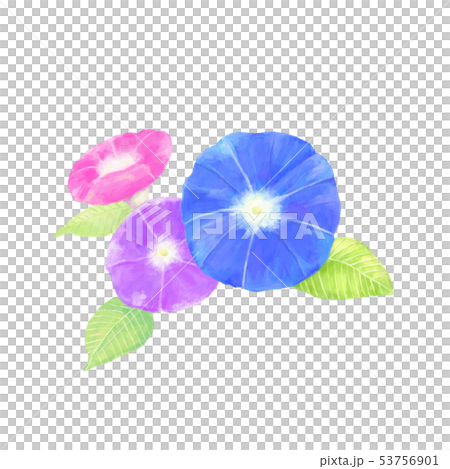 Three morning glory Three morning glory 53756901