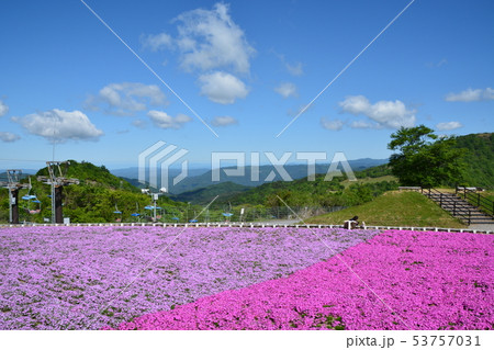 芝桜 芝桜 53757031