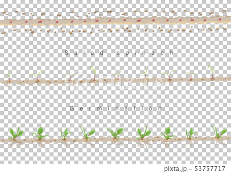 Germinating illustration of salad spinach 01 Germinating illustration of salad spinach 01 53757717