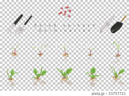 サラダほうれん草の発芽イラスト04のイラスト素材 サラダほうれん草の発芽イラスト04のイラスト素材