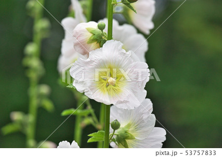 白色のタチアオイの花 白色のタチアオイの花 53757833