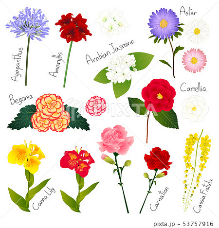 Flower Set 1 Flora Vector Collection のイラスト素材