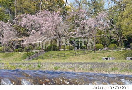 賀茂川　桜　半木の道 53758052
