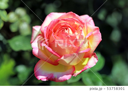 美しい薔薇の花38 53758301