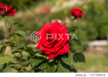 薔薇　 53758609