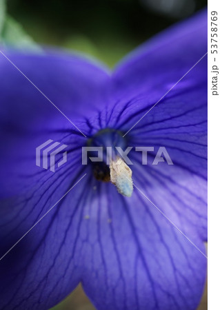 Blue Petunia in macro with focus on the pollen. Blue Petunia in macro with focus on the pollen. 53758769